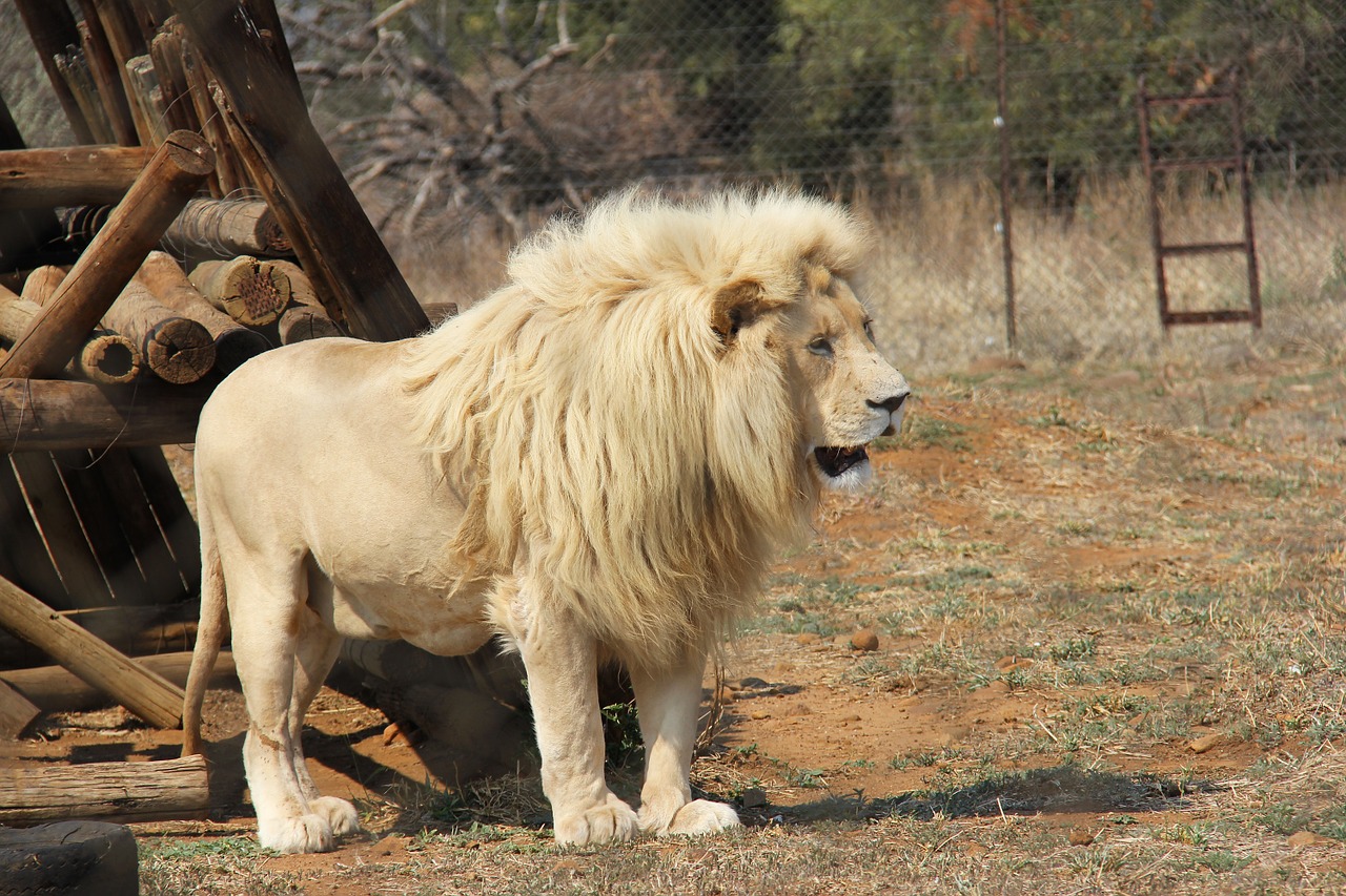 Erkek Aslan