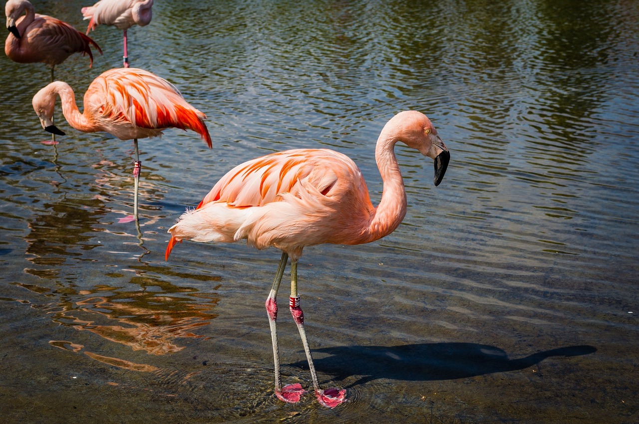 Flamingo