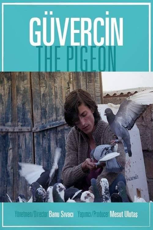 Güvercin