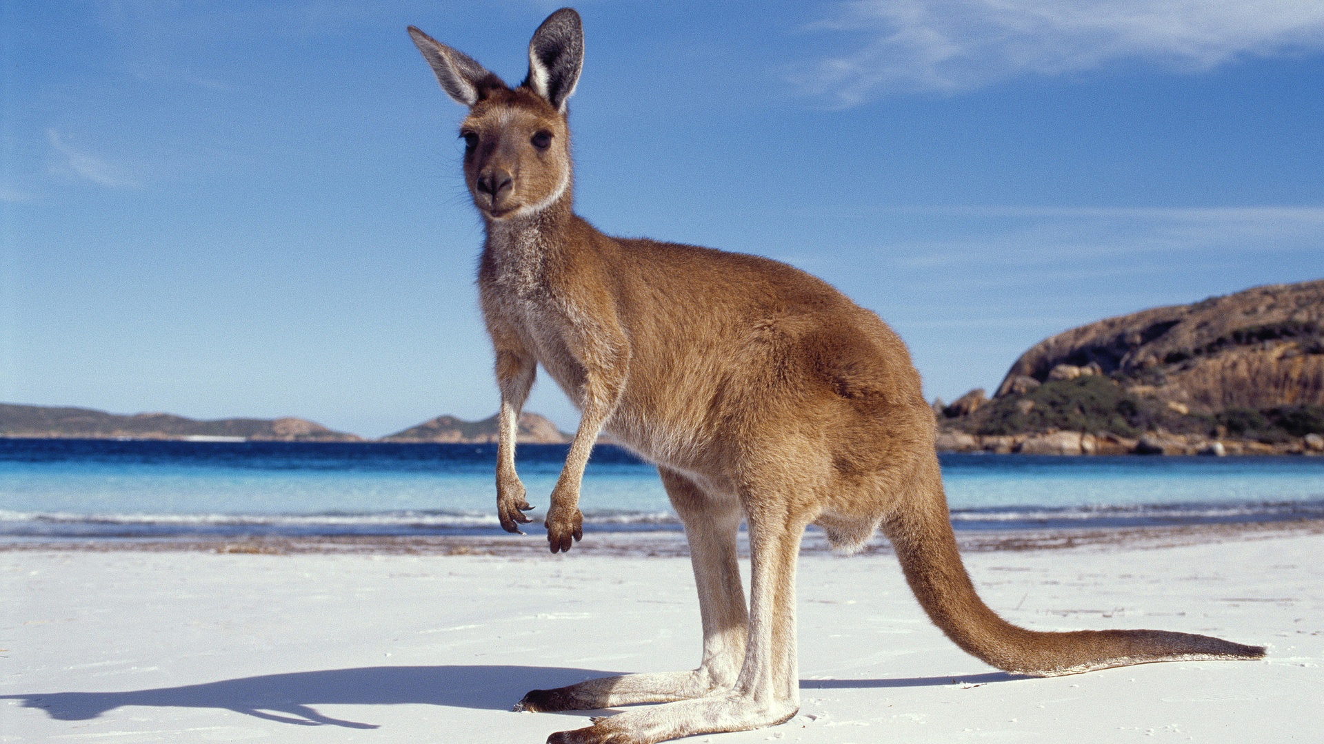 Kanguru