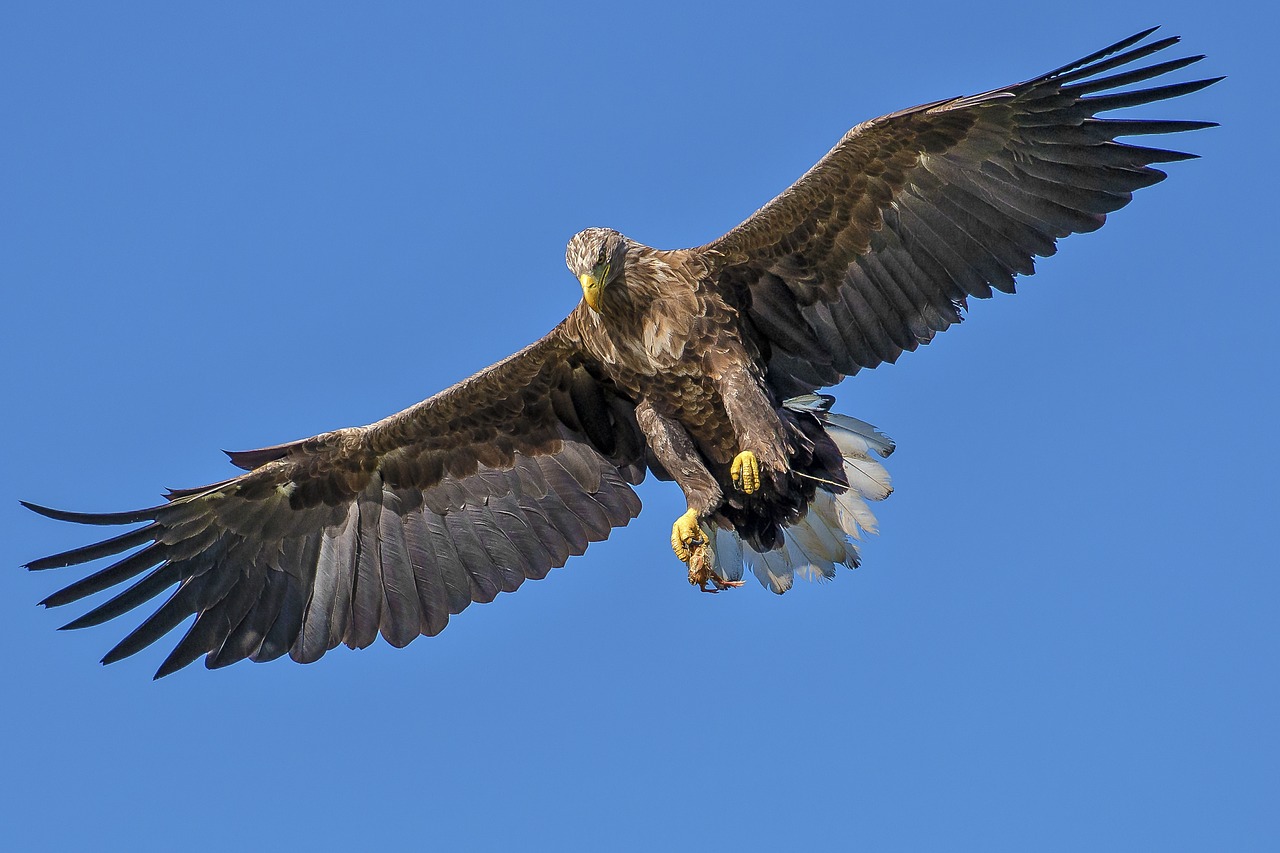 Kartal