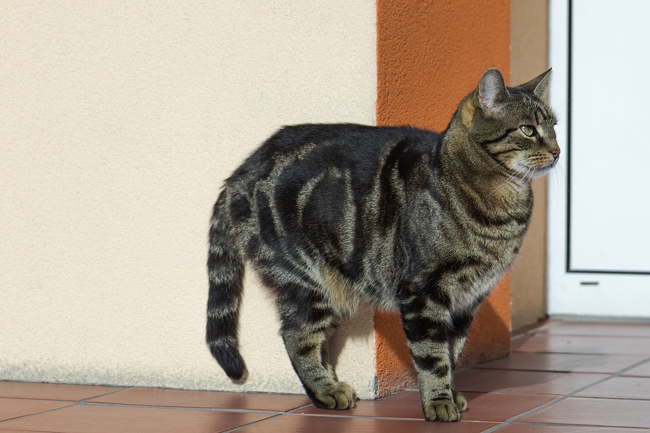 Kedi