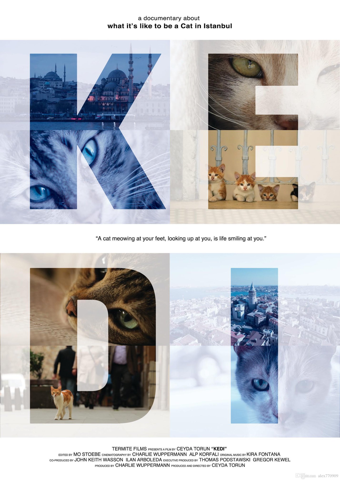 Kedi