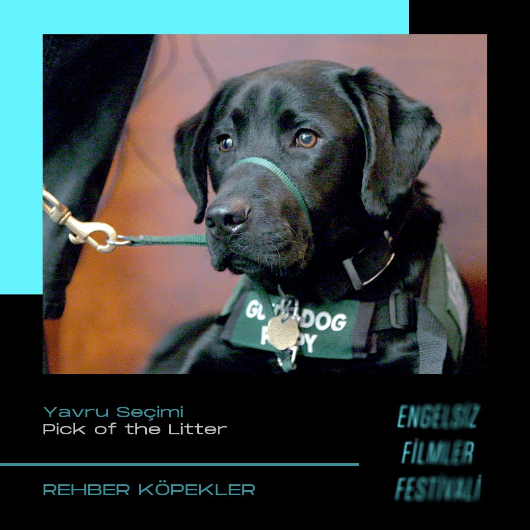 Pick of the Litter-Yavru Seçimi