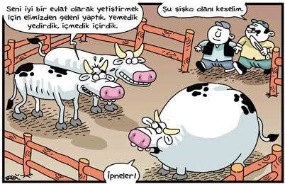 Sığırlar
