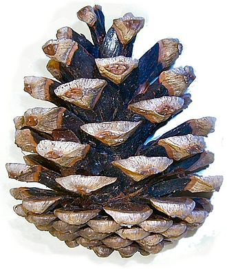Yetişkin Dişi Çam Kozalağı